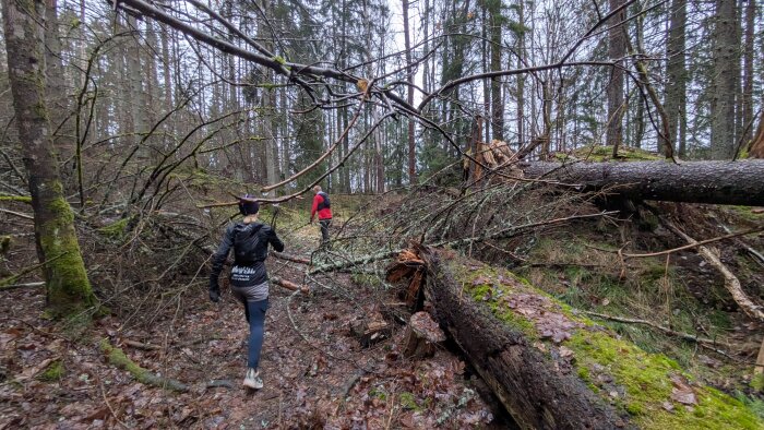 Två personer vandrar genom en skog med fallna träd och grenar över stigen.