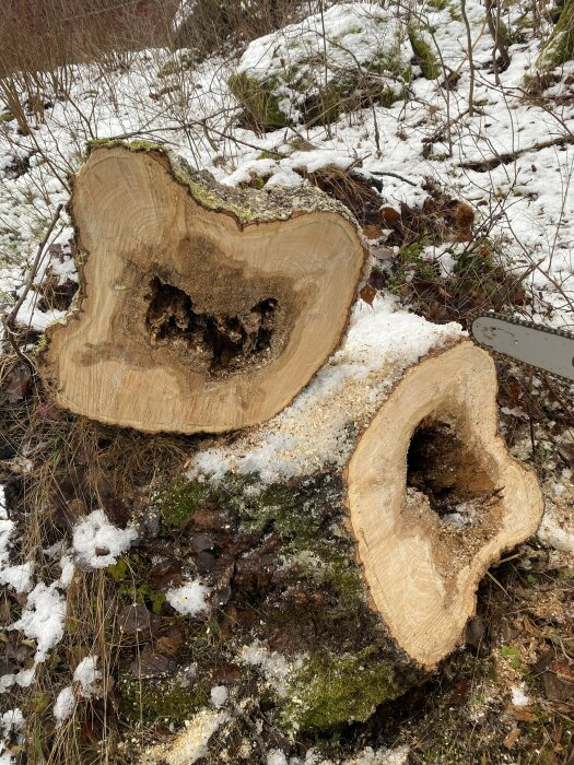 Omkullblåst aspträd med ruttna partier, avsågat och liggande på snötäckt mark, omgärdat av gräs och löv.