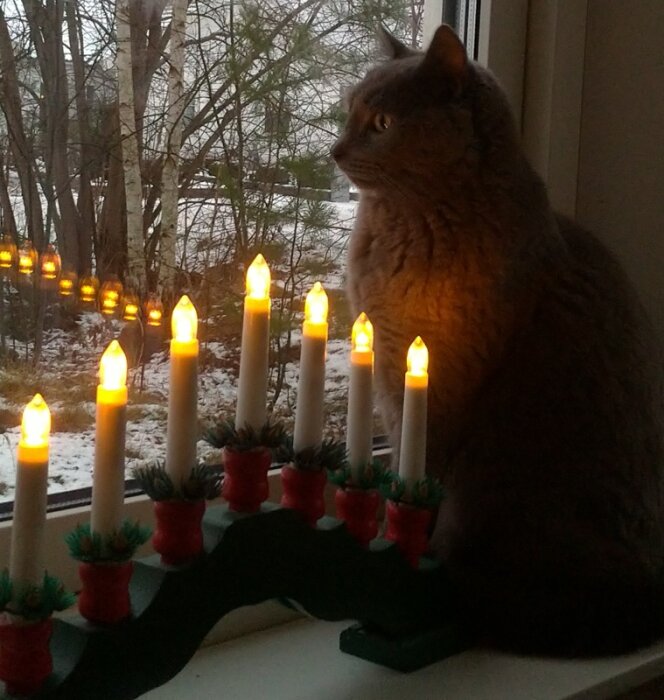 En grå katt sitter i ett fönster bredvid en elektrisk ljusstake med sju ljus och tittar ut på den snötäckta trädgården.