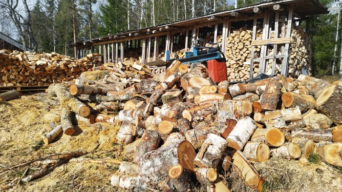 Vedkubbar staplade vid ett vedskjul med olika träslag synliga, omgivna av sågspån och träd i bakgrunden.