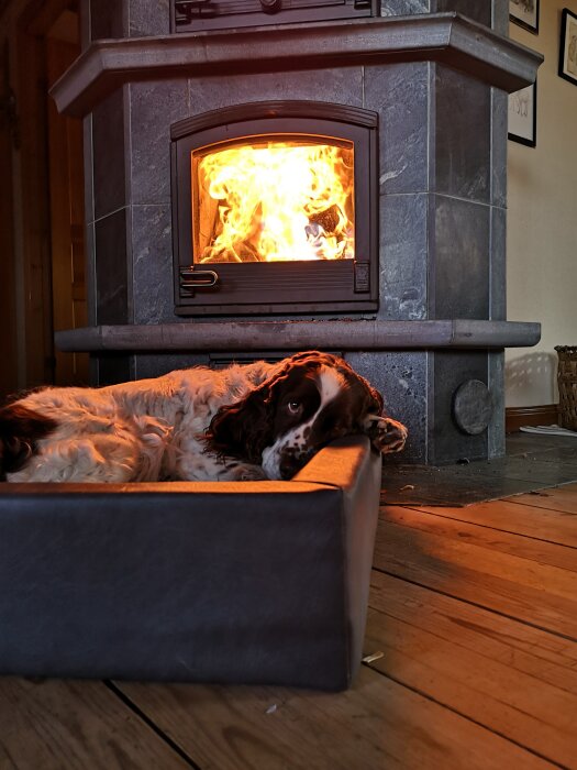 Hund vilar framför en brinnande vedeldad kamin på ett trägolv.