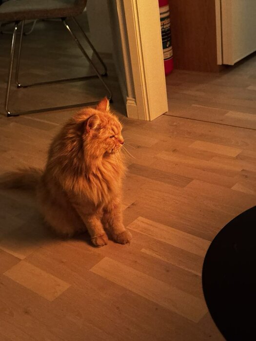 Orange katt i ett rum, belyst av eldliknande ljus på trägolv.