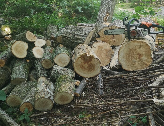 Hög av sågade sälgstockar med en motorsåg ovanpå, omgivna av grönt buskage.