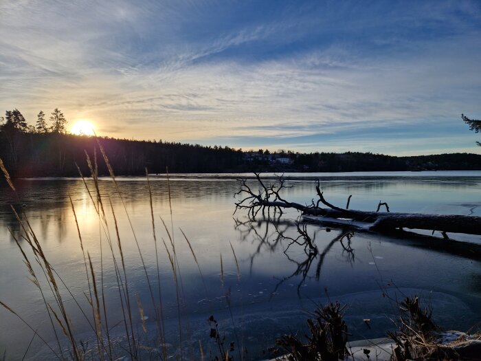 Solnedgång över en frusen sjö med en omkullfallen trädstam och frostiga växter i förgrunden.