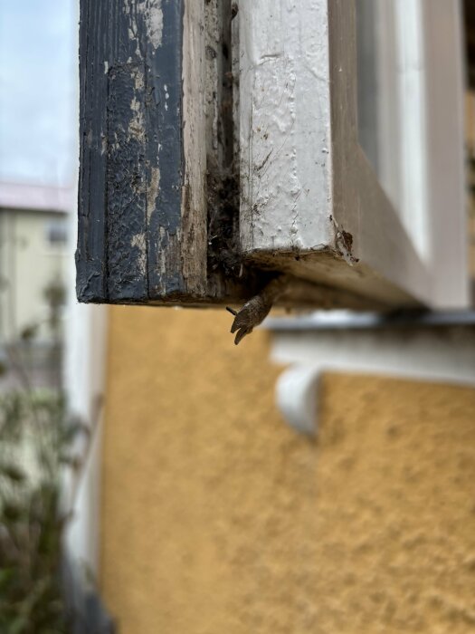 Skadat fönsterhörn på äldre hus med sliten färg och sprickor i träet. Fönsterkonstruktion från tidigt 1800-tal.