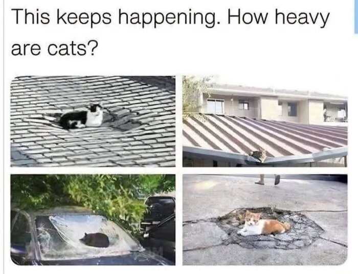Fyra bilder av katter som ligger i bucklor och hål i tak och mark, med texten "This keeps happening. How heavy are cats?".