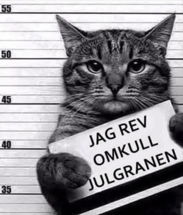 Katt i mugshot-stil håller plakat med texten "JAG REV OMKULL JULGRANEN".
