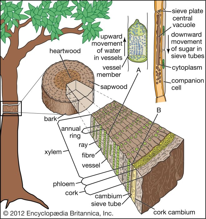 Diagram över ett träd som visar floem för sockertransport och xylem för vattenrörelse. Sektioner som bark, kambium, och kärnved är markerade.