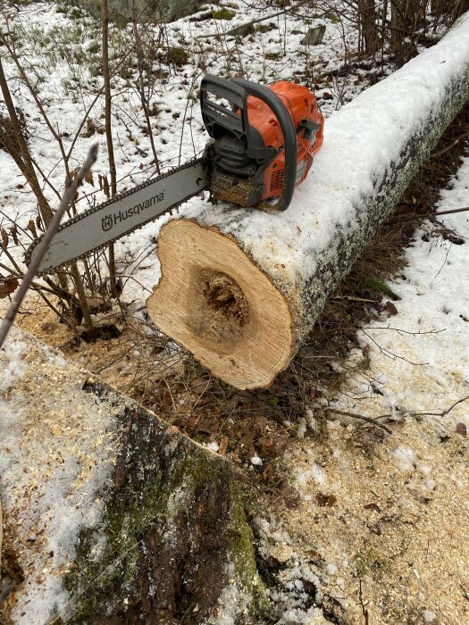 Motorsåg på snötäckt fällt aspträd i skogen.