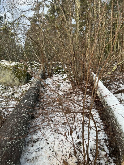 Fälld rutten asp stam på snötäckt mark i skogsmiljö.