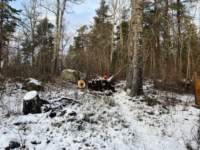 Snöig skog med fällda trädstammar och stora stenar. Två höga träd står kvar, redo för avverkning.