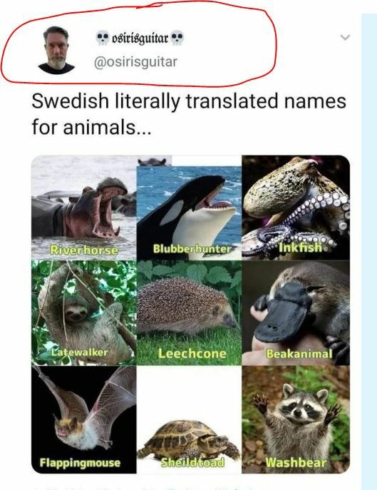 En bild med djur och deras bokstavligen översatta svenska namn: flodhäst, späckhuggare, bläckfisk, sengångare, igelkott, näbbdjur, fladdermus, sköldpadda, tvättbjörn.