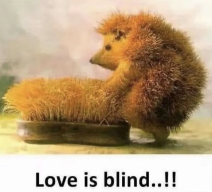 En igelkott omfamnar en skurborste, med texten "Love is blind..!!".