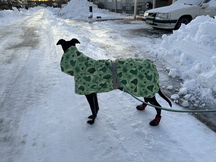 Hund i grönt täcke och röda skor promenerar på isig väg, omgiven av snödrivor, en snötäckt bil syns i bakgrunden.