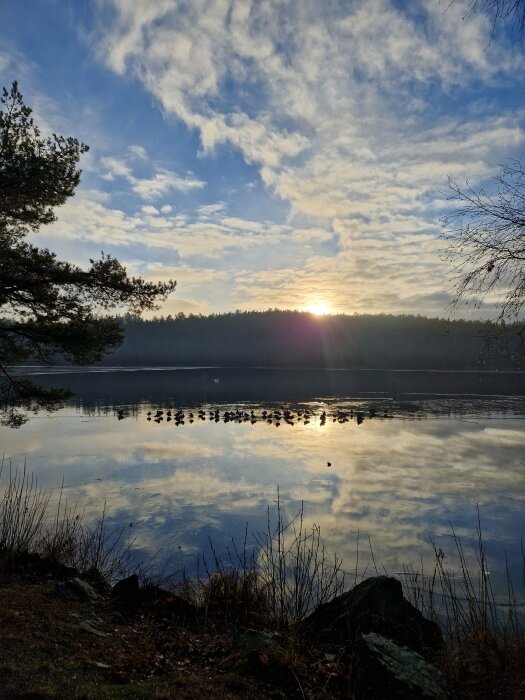 Soluppgång över en sjö med moln och träd i förgrunden, där vattenytan speglar himlen och ett fågelsträck ses vid horisonten.