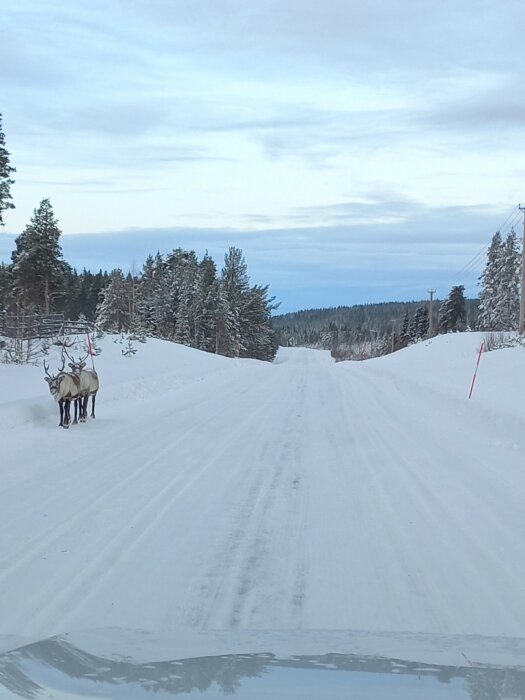 Tre renar står vid sidan av en snötäckt landsväg omgiven av snötäckta träd och en klar himmel.