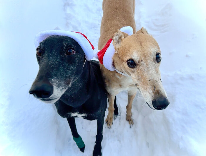 Två hundar med tomteluvor står i snön.