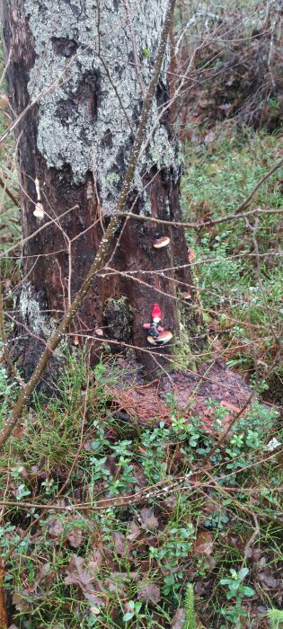 Trädstam i skogen med lavklädd bark och svampar, bland annat en liten tomtefigur, omgiven av fuktig undervegetation och grenar.