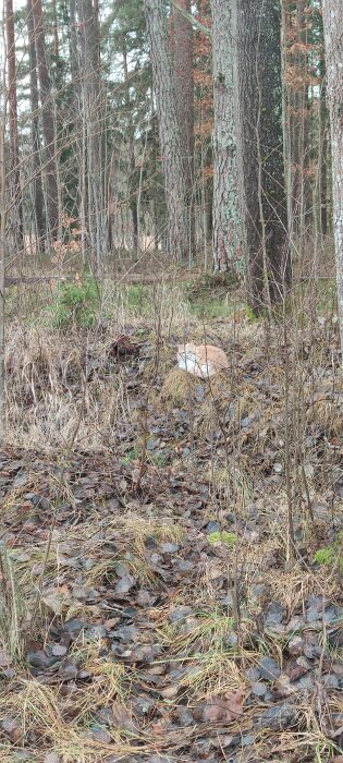 En röd och vit katt ligger ihopkrupen på marken i en skog med höstlöv och träd runt omkring.