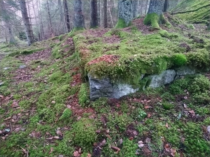 Gammal mossbevuxen husgrund intill en bergsknalle i skogsområde, med träd omkring.