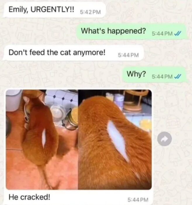 Röd katt med vit linje på ryggen bredvid köksprodukter, tillsammans med humoristiskt meddelande om att inte mata katten mer.