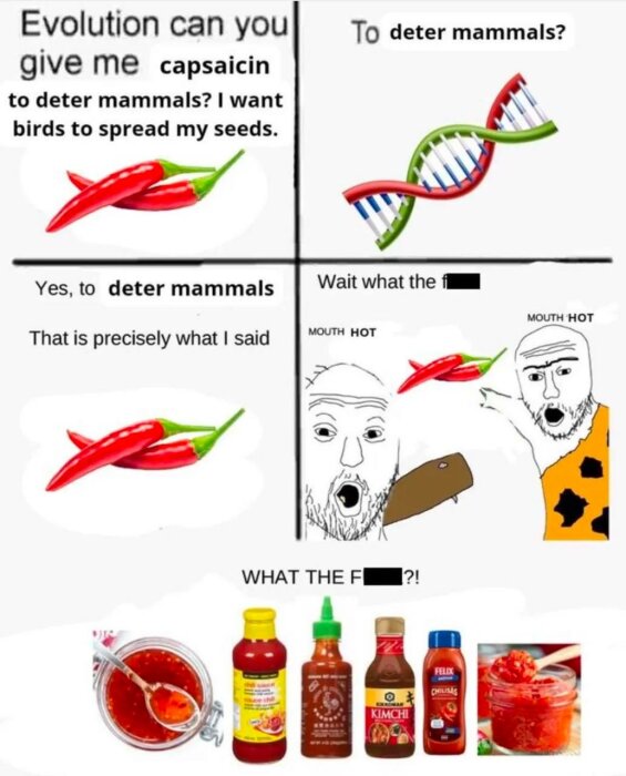 En komisk fyrfältsserie om evolution, kapsaicin för att avskräcka däggdjur, och kulturen kring het sås, inklusive reaktioner och olika såsflaskor.