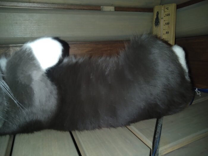 Katt ligger på en hylla bredvid en termometer som visar rumstemperaturen.