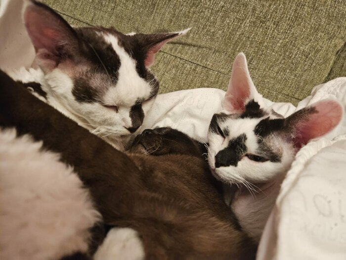 Tre katter som sover tillsammans på en vit filt, slutna ögon och verkar lugna och harmoniska.