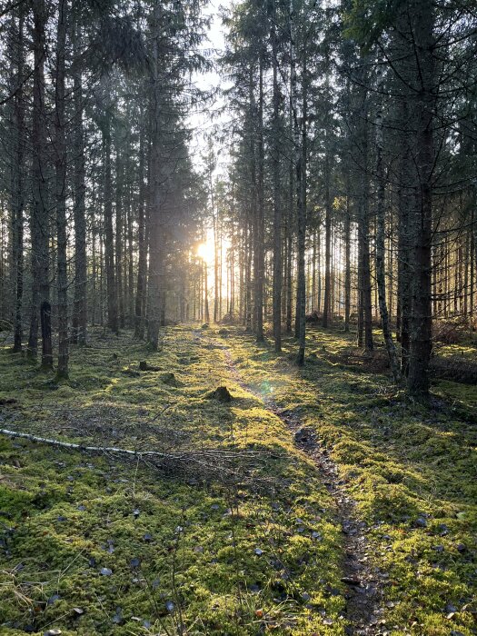 Solnedgång i skog med stigar och mossbelagd mark, träd står tätt och solen skiner genom grenarna.