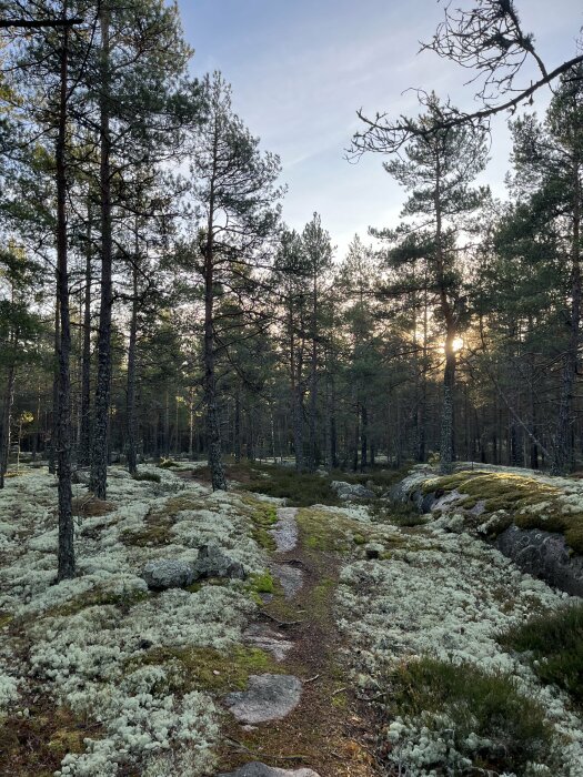 En stig i en skog täckt av mossa och lavar, omgiven av tallar, med solen som skiner genom träden i bakgrunden.