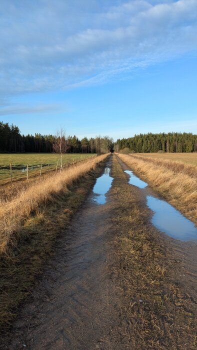 Lång grusväg med vattenpölar omgiven av fält och skog under en blå himmel.