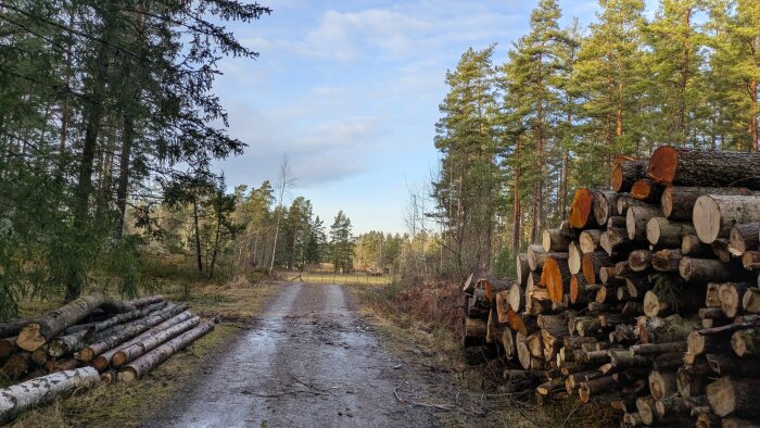 Staplar av timmer bredvid en grusväg i ett skogsområde med tallträd och klar himmel i bakgrunden.
