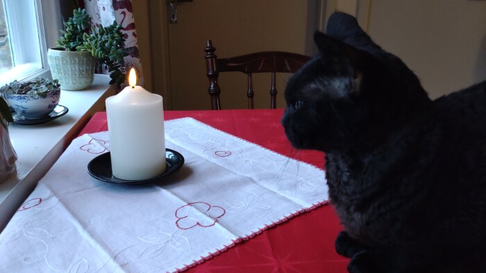 Svart katt sitter vid bord och tittar på ett tänd batteriljus på fat, omgiven av planter på fönsterbräda och duk med blommönster.