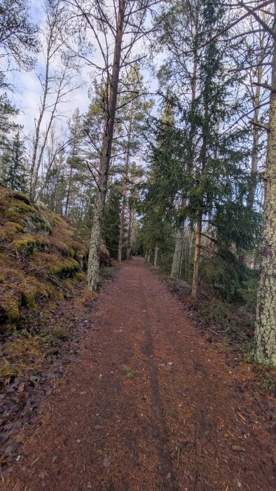 En skogsstig med höga träd omgiven av mossa och löv, en klar himmel syns genom trädkronorna.