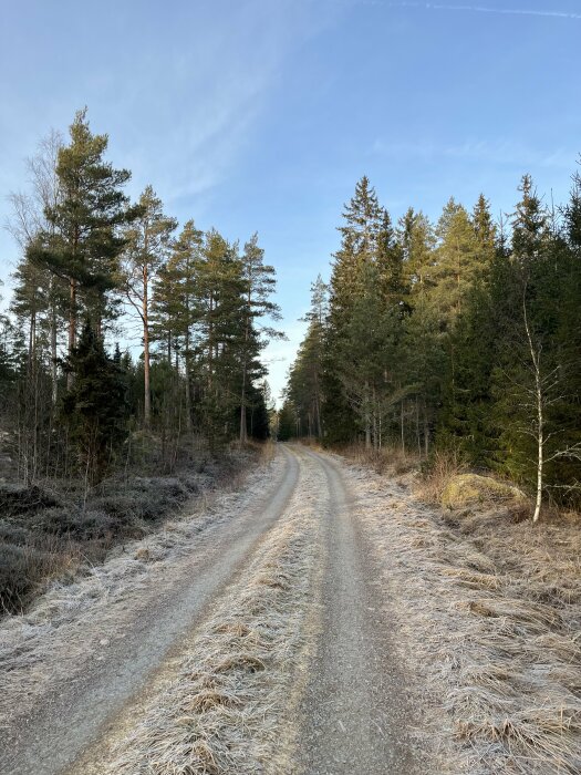 Frusen grusväg omgiven av frostig barrskog under en klarblå himmel.