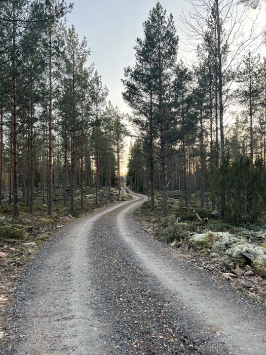 Grusväg genom en tät skog av tallar, med dimmigt ljus i horisonten, omgiven av klippor och låg vegetation.