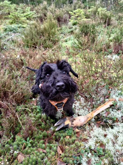 En svart hund i skogen med ett stort ben framför sig på mossan.