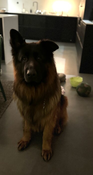 En hund sitter inomhus i ett mörkt rum med suddigt kök i bakgrunden.