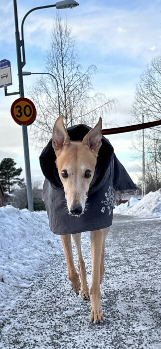 Hund med vinterrock på snötäckt gata, busshållplats och hastighetsskylt i bakgrunden, kall vinterdag.