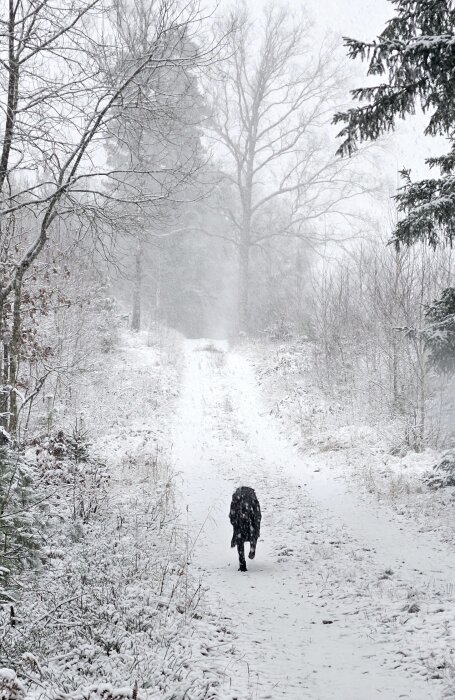 En hund går bortåt på en snötäckt stig i en skog med träd täckta av snö.