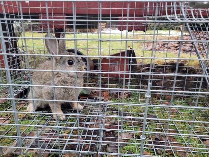 Kaninfälla med en infångad kanin, placerad på gräsmatta.