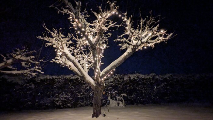 Ett snötäckt träd upplyst av ljusslingor i mörkret, omgiven av en vintrig trädgård.