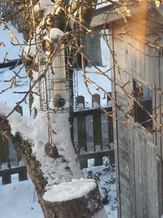 Fågelmatare hänger i ett träd täckt av snö, med en träbyggnad i bakgrunden.