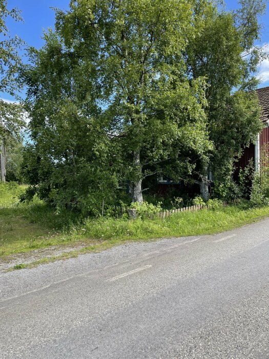 Stor grönskande trädgård på landsbygden bredvid en landsväg, delvis skymt träbyggnad bakom träd och buskar.