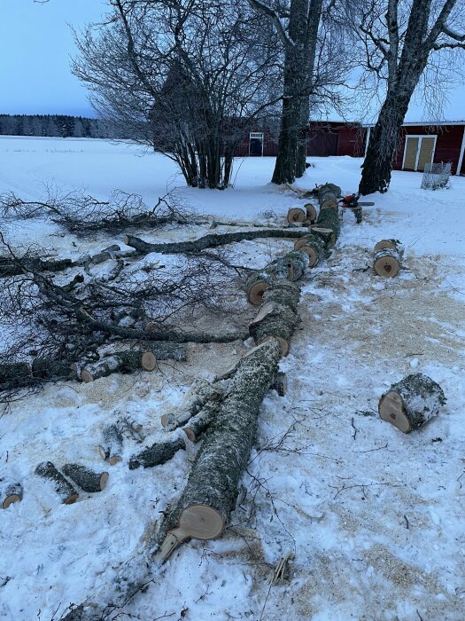 Fälld björk med grenar och stockar i snöig trädgård, två byggnader i bakgrunden, vintrig miljö.