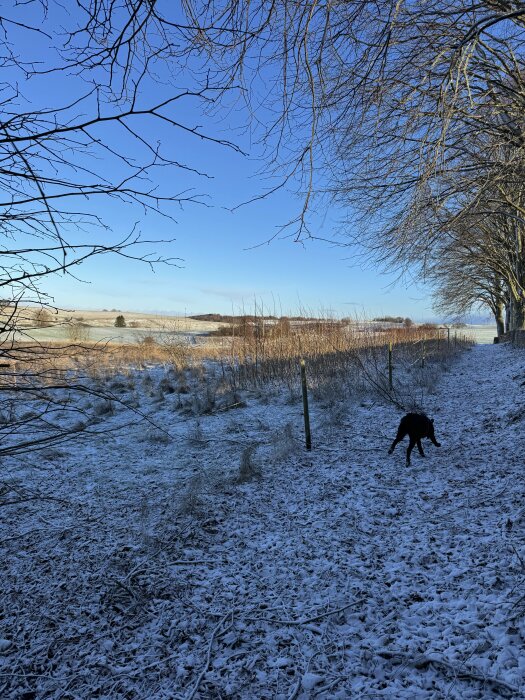 Vinterlandskap med träd och snöig väg, en svart hund springer längs stigen under klarblå himmel.