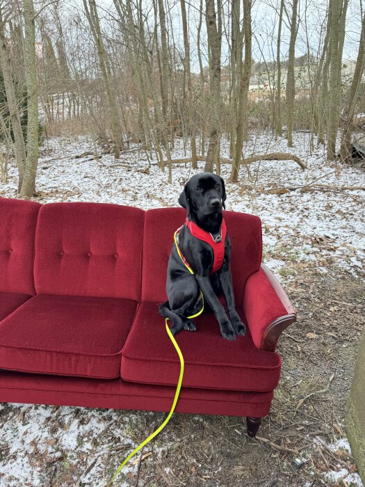 Svart hund med röd sele sitter på en röd soffa utomhus i en vintrig skogsmiljö.