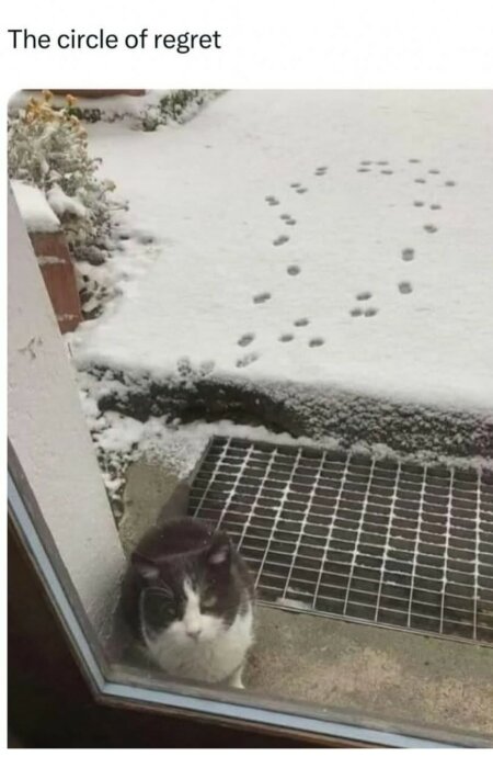 Katt sitter vid dörr, snö med tassavtryck i cirkelmönster syns utanför.