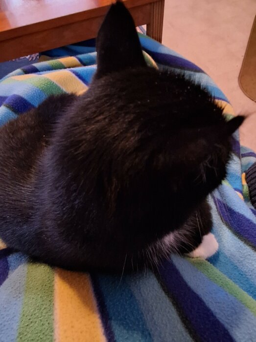 Svart katt ligger på en färgglad filt.