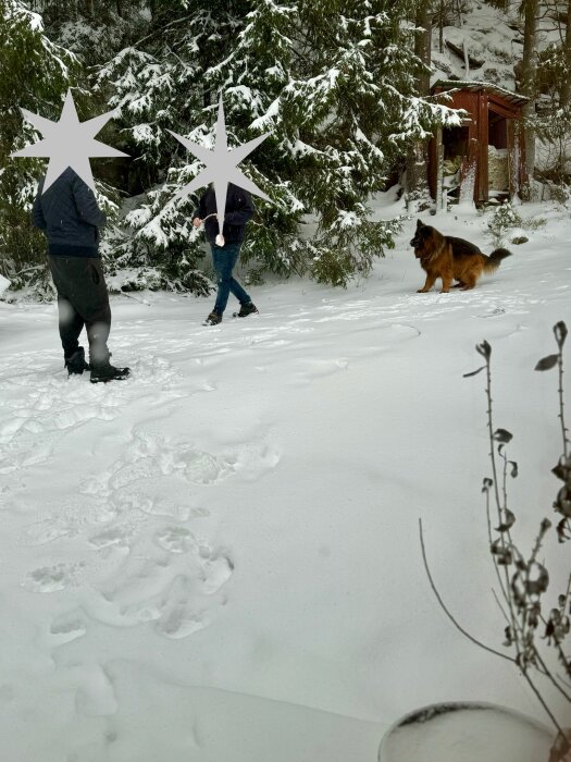 Hund leker i snölandskap omgiven av träd och två personer, perfekt vinterväder.